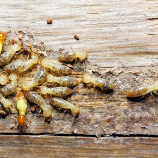 Termite_Killer_New_Orleans Residential and commercial termite treatment